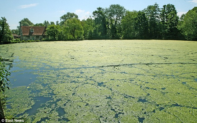 pond with algae