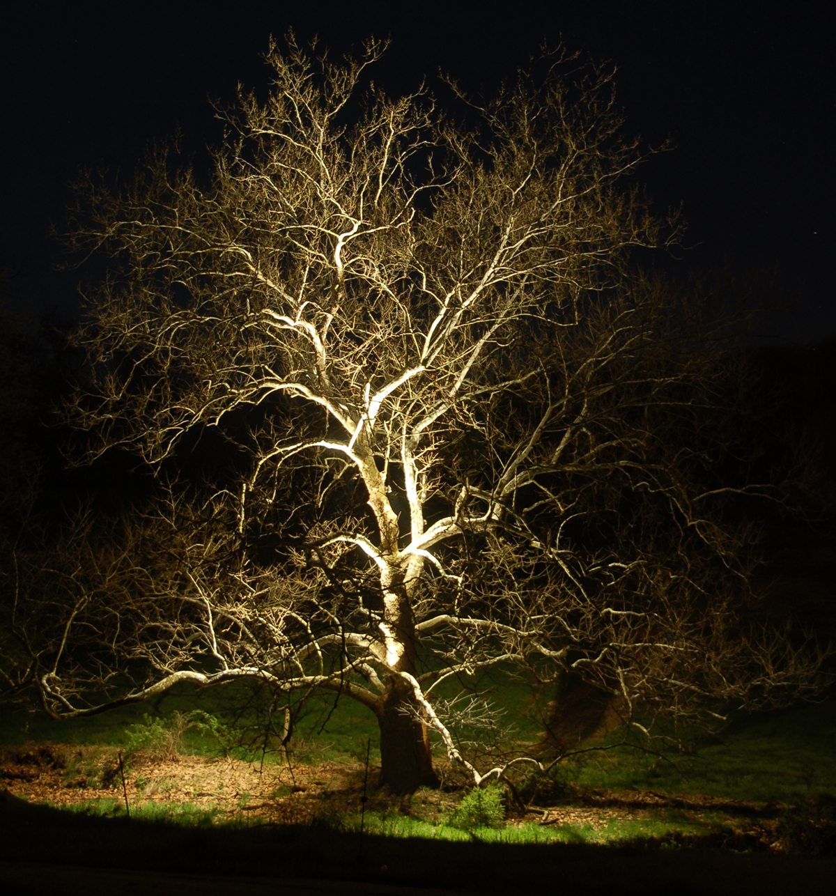 a tree in the dark lit both from above and below