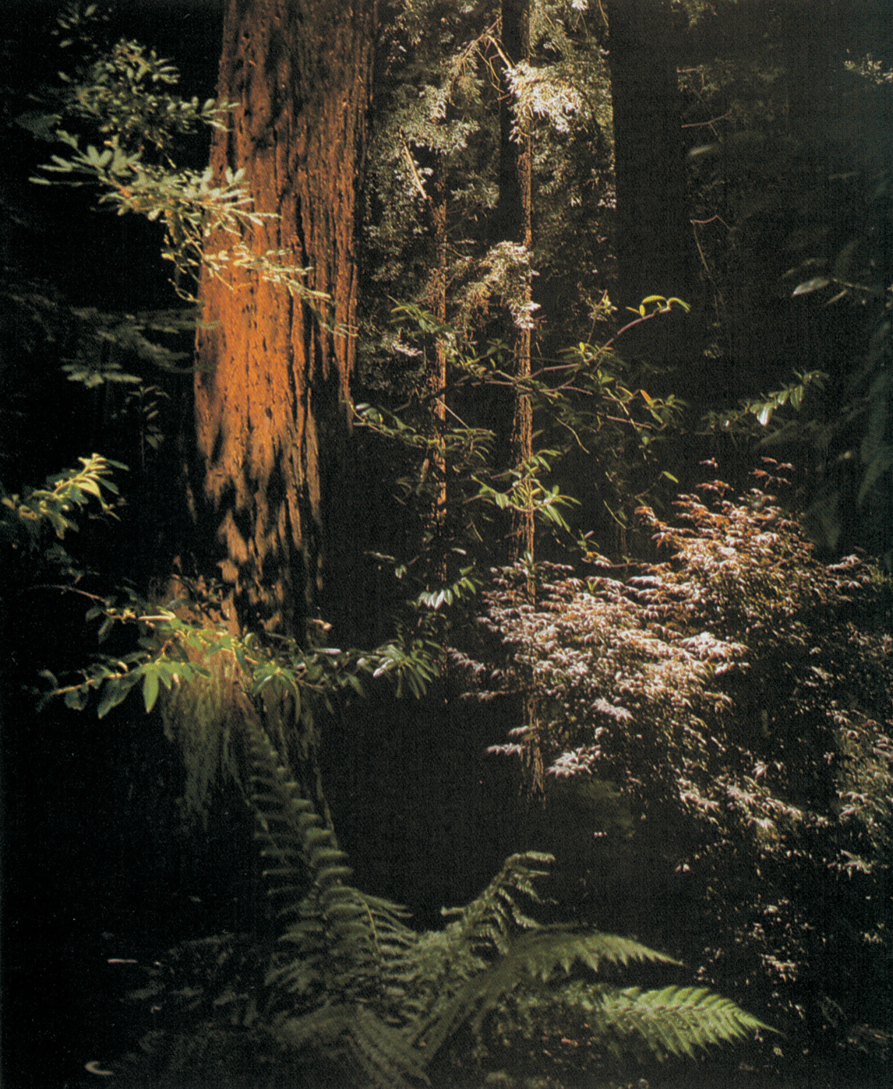 lighting fixtures in trees showing light down on the landscape