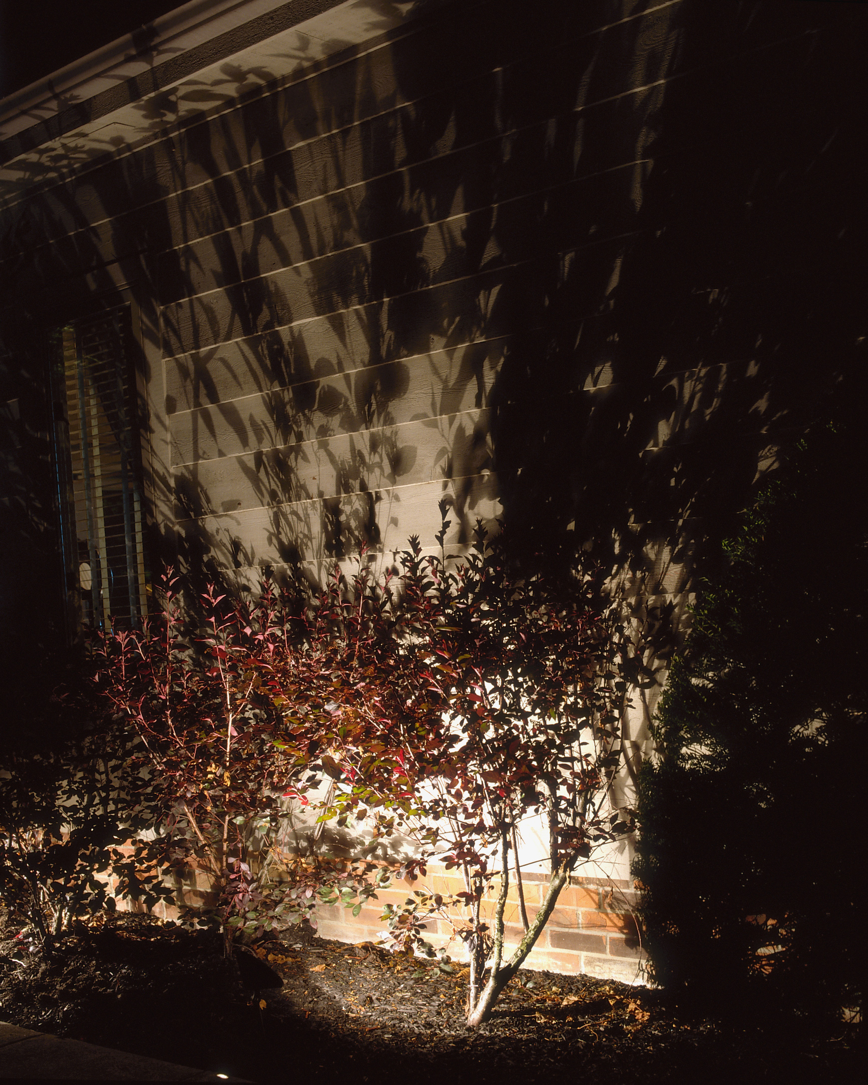 a building wall in the night with illuminated bush casting a shadow