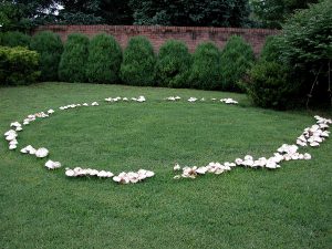 fairy-ring