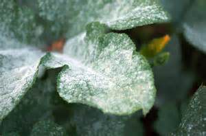 powdery-mildew