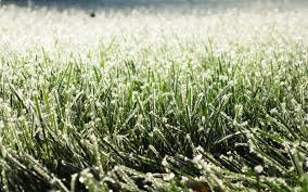 grass-frost
