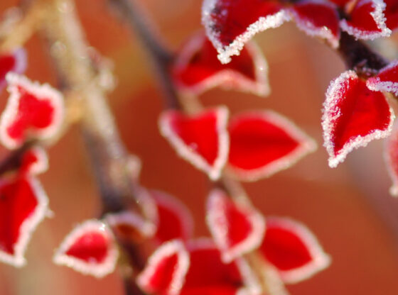 Frost on red leaves - Winterizing Pumps